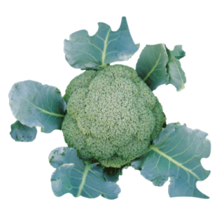Basanti Broccoli From Known You Seed (India) - KYI